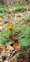 Erythronium americanum