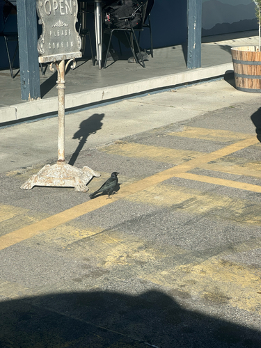 Brewer's Blackbird (Euphagus cyanocephalus), photo 7