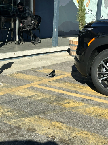 Brewer's Blackbird (Euphagus cyanocephalus), photo 8