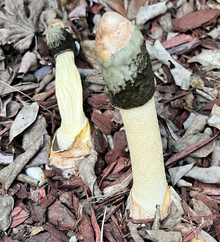 Phallus ravenelii · January 2026 · photo: © willingarden (iNaturalist, cc-by)