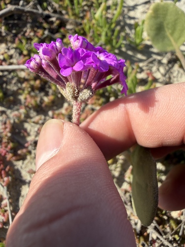 Beach Sand Verbena (Abronia ×)
