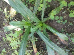 Eryngium foetidum