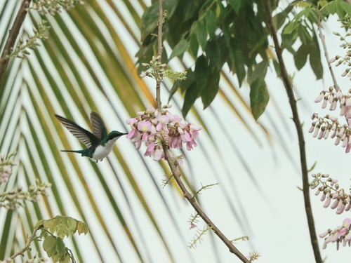 Purple-crowned Fairy (Heliothryx barroti)
