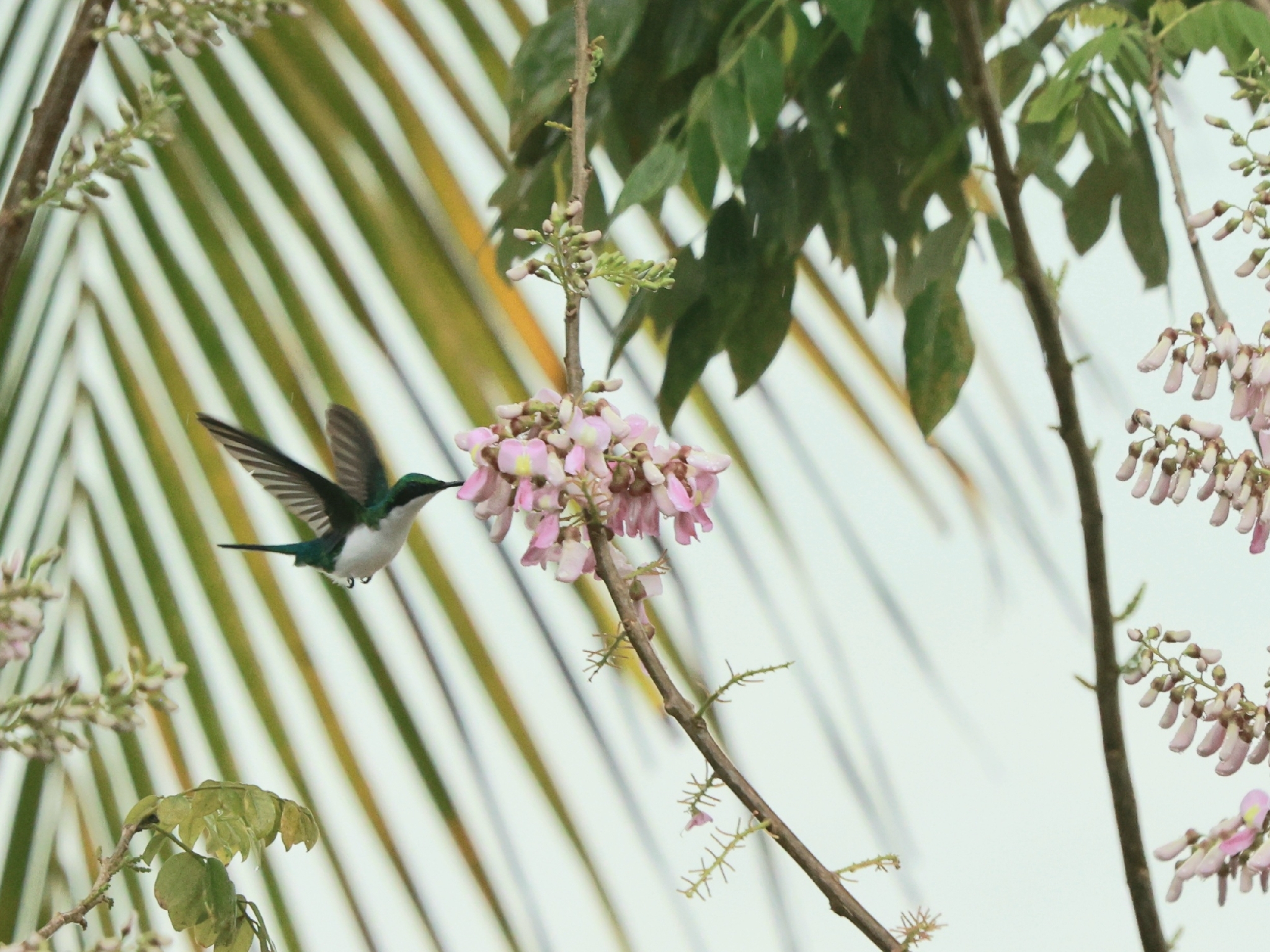 Purple-crowned Fairy (Heliothryx barroti), photo 1