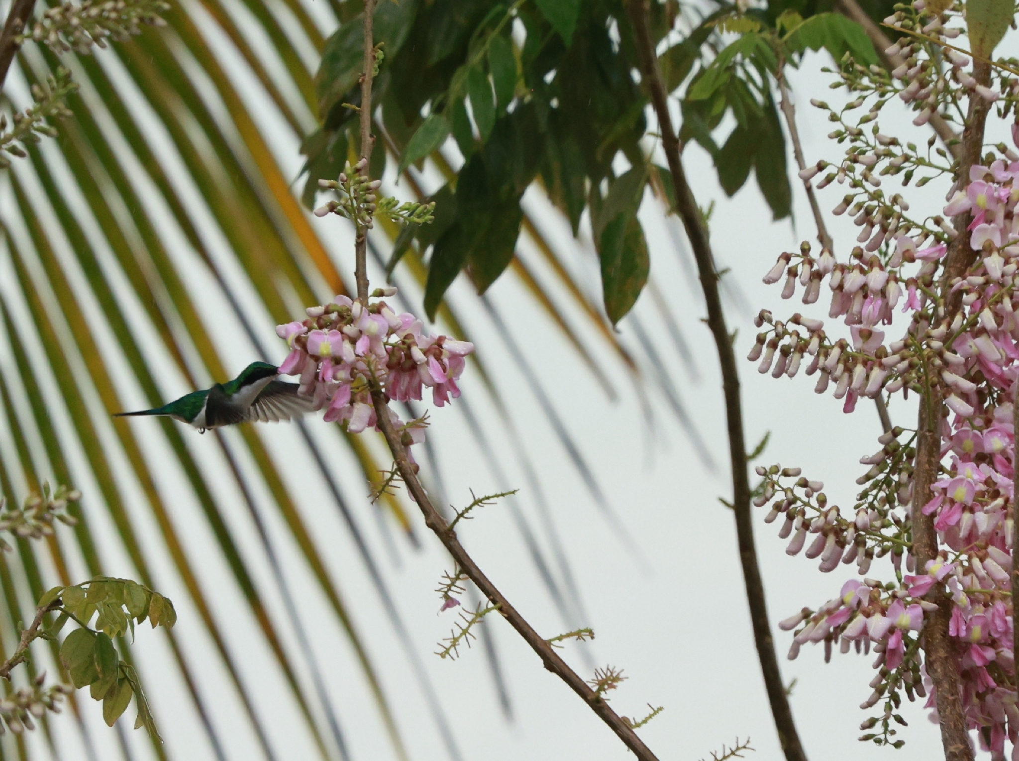 Purple-crowned Fairy (Heliothryx barroti), photo 2