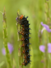 Junonia neildi varia