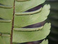 Adiantum pulverulentum