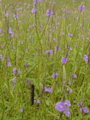 Junonia neildi varia