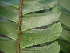 Adiantum pulverulentum