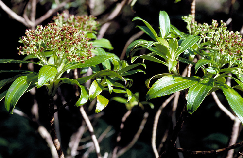 Dubautia laxa ssp. bryanii