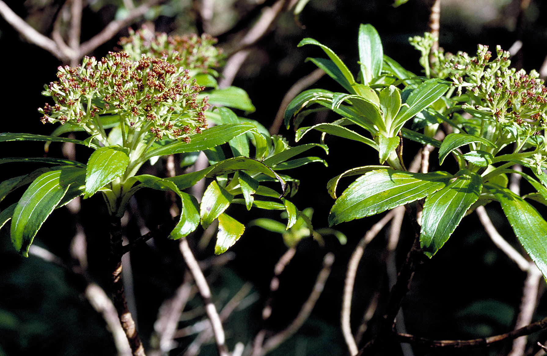 Dubautia laxa ssp. bryanii