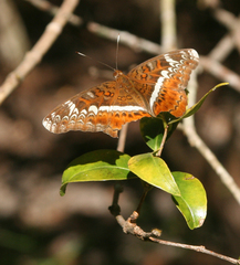 Lebadea martha martha