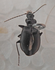Limodromus