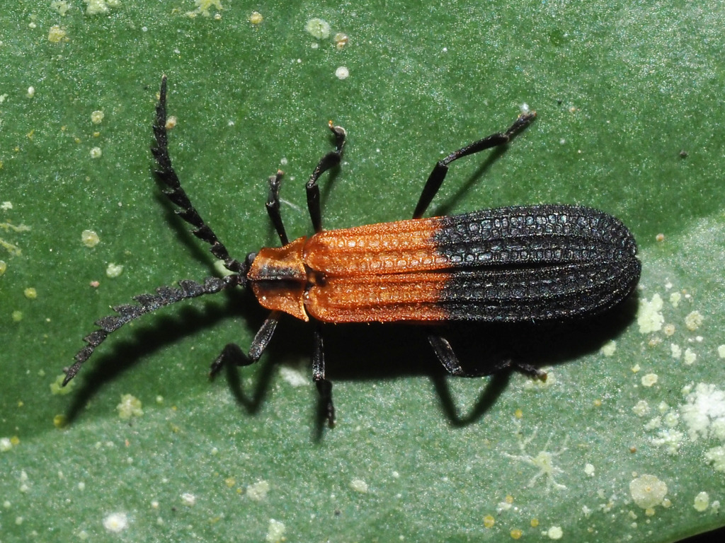 Leptoceletes pennatus