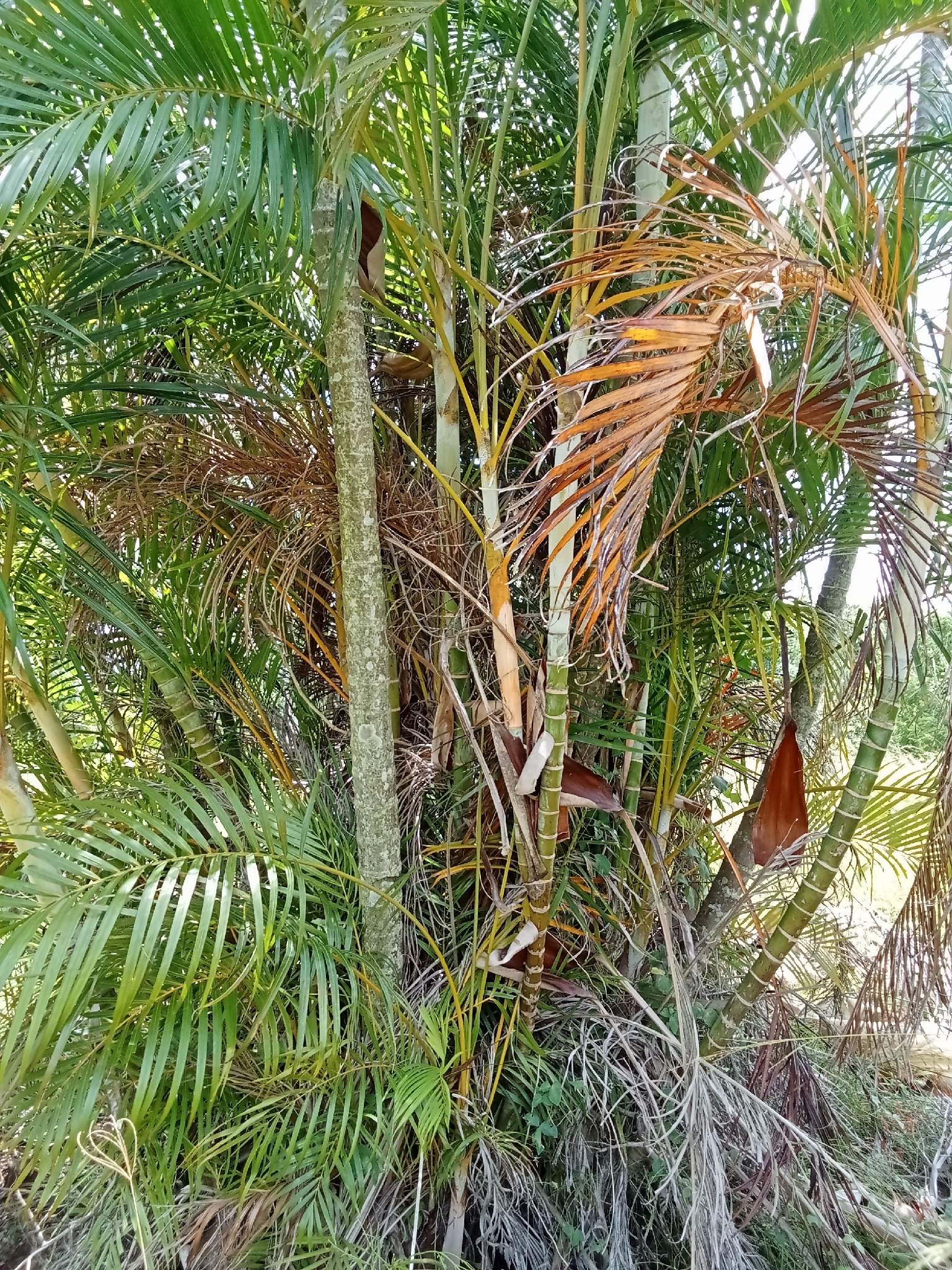 Imagem de palmeira-areca