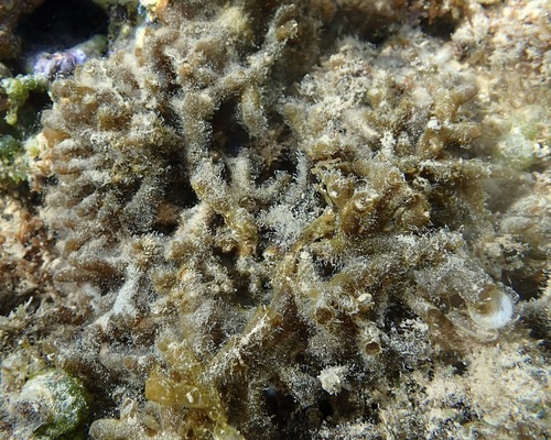 Gorilla ogo (Gracilaria salicornia)