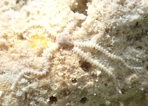 Amphipholis squamata observed 2026-01-13