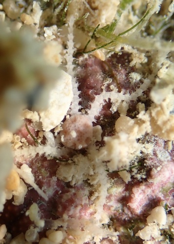 Amphipholis squamata observed 2026-01-13