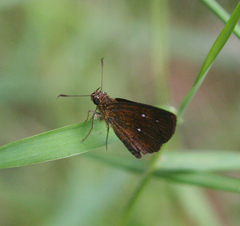 Iambrix salsala salsala