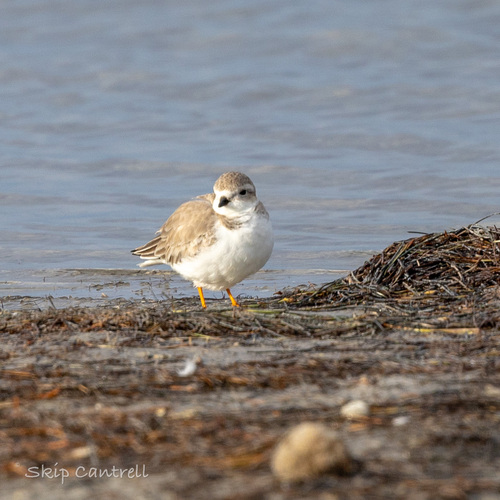 Piping Plover (Charadrius melodus), photo 2
