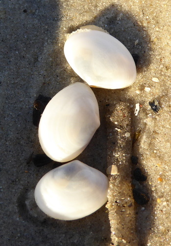 White Furrow-shell, Wittmund, Niedersächsisches Wattenmeer, DE-NI, DE, photo 4 of 10