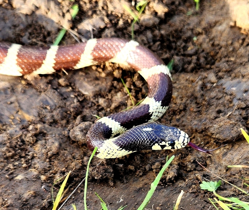 California king snake