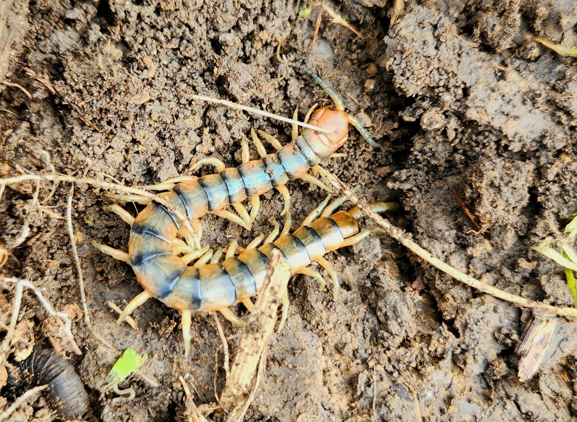 Scolopendra polymorpha Wood, 1861