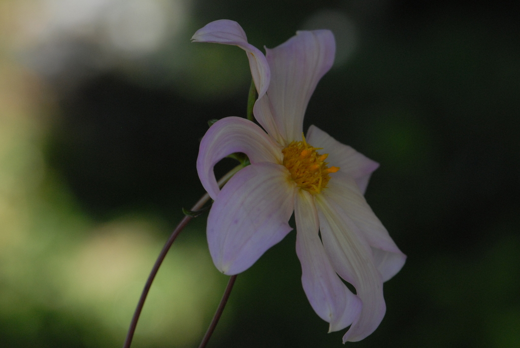 Dahlia parvibracteata
