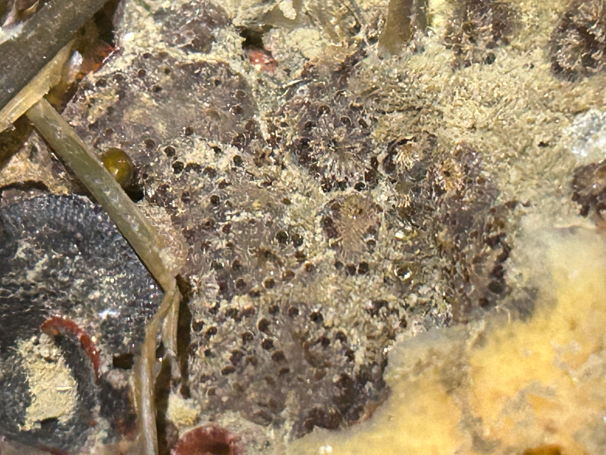 Botryllus schlosseri (Pallas, 1766)
