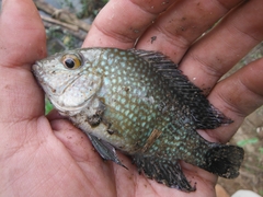 Herichthys carpintis