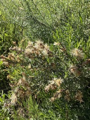 Ericameria palmeri, photograph author not stated, no rights reserved