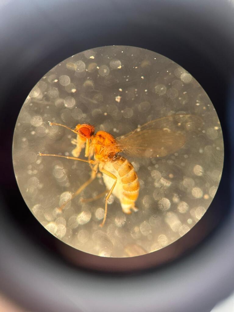 Scaptodrosophila neozelandica