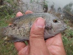 Herichthys pantostictus