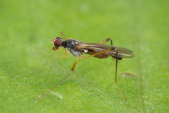 Neria commutata
