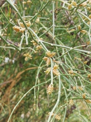 Ephedra triandra