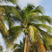 Coconut Palm - Photo (c) obrock, some rights reserved (CC BY-NC), uploaded by obrock