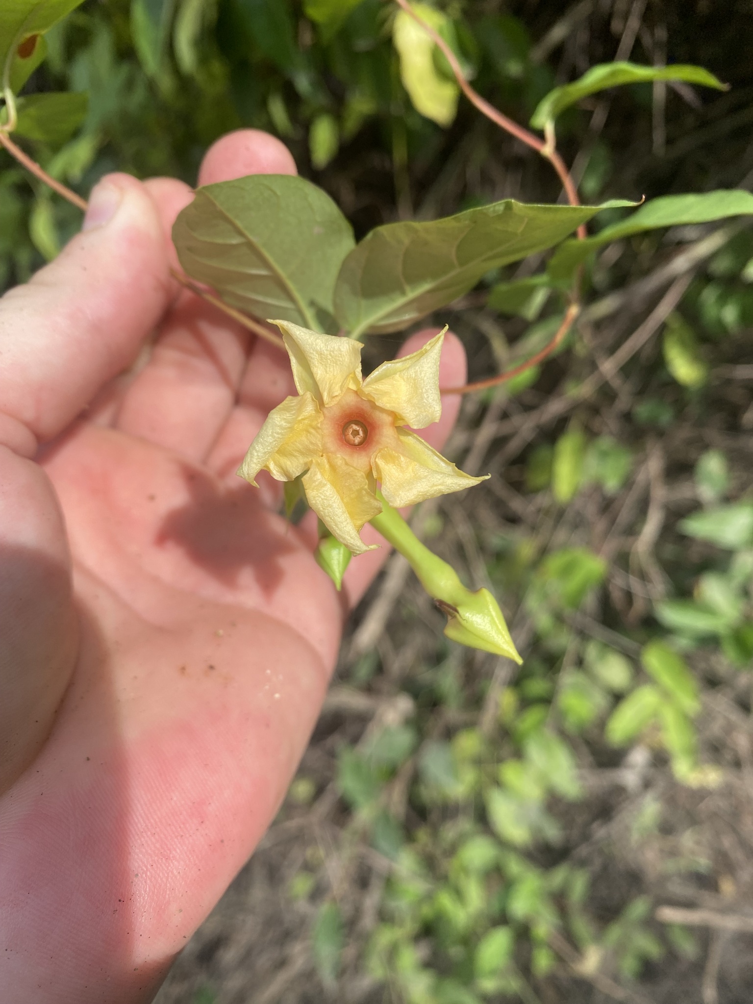 Dipladenia