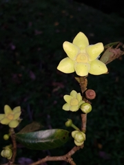 Guatteria oliviformis