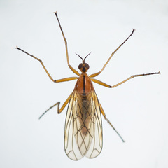 Empis stercorea