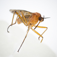 Empis stercorea