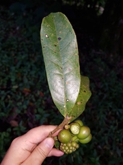 Guatteria oliviformis