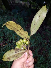 Guatteria oliviformis