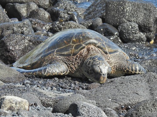 Green turtle