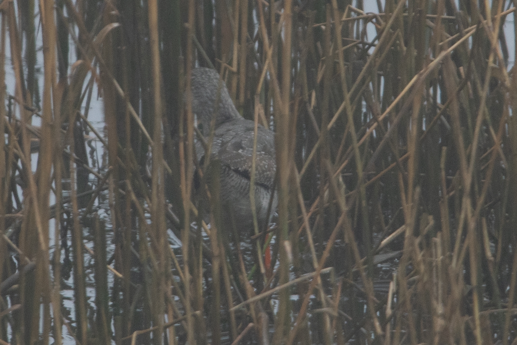Spotted Redshank (Tringa erythropus), photo 3