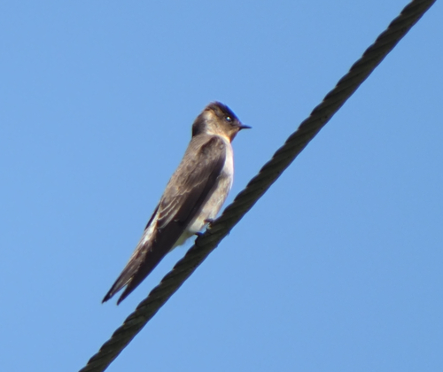 Southern Rough-winged Swallow (Stelgidopteryx ruficollis), photo 5