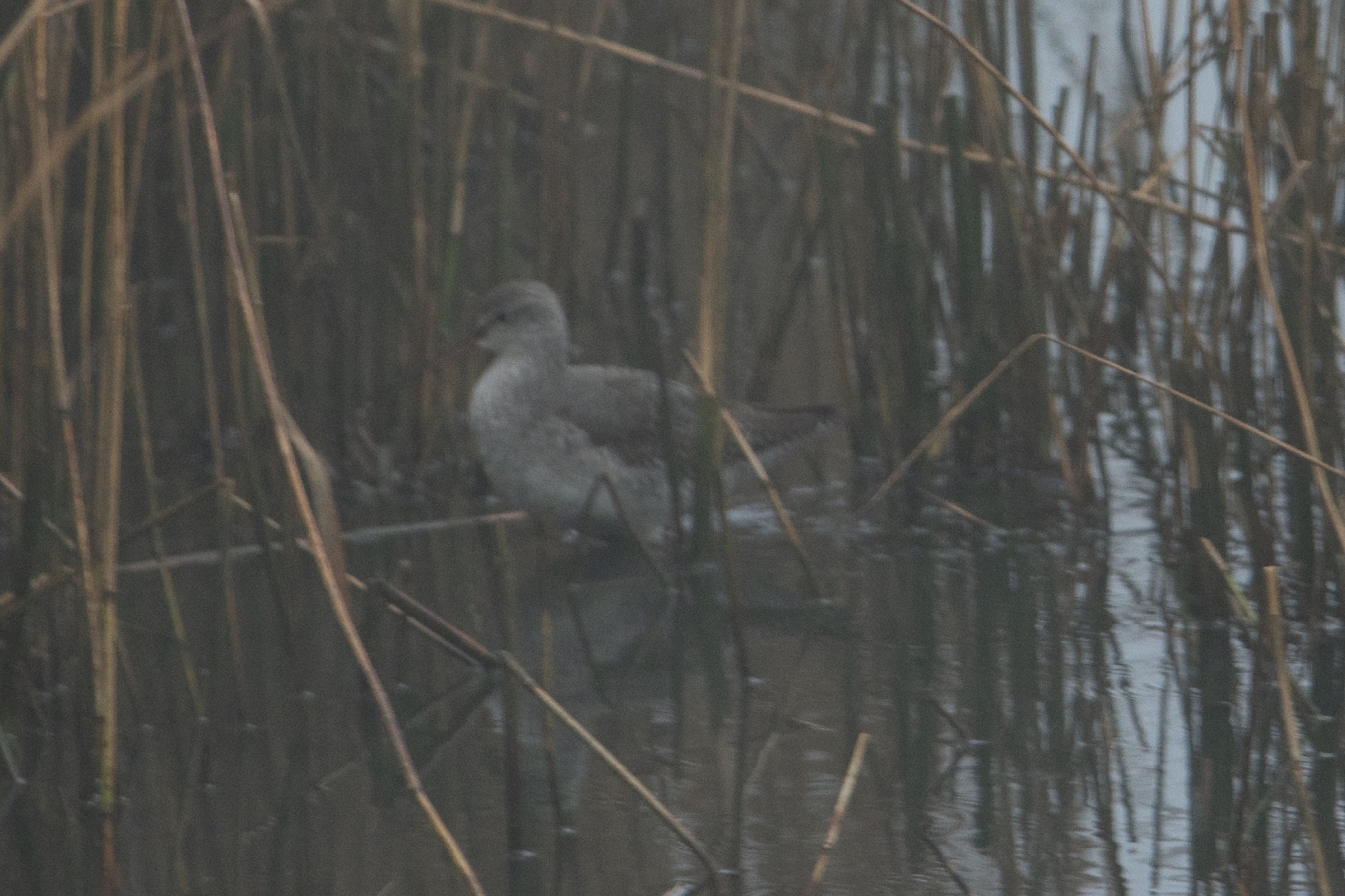 Spotted Redshank (Tringa erythropus), photo 4