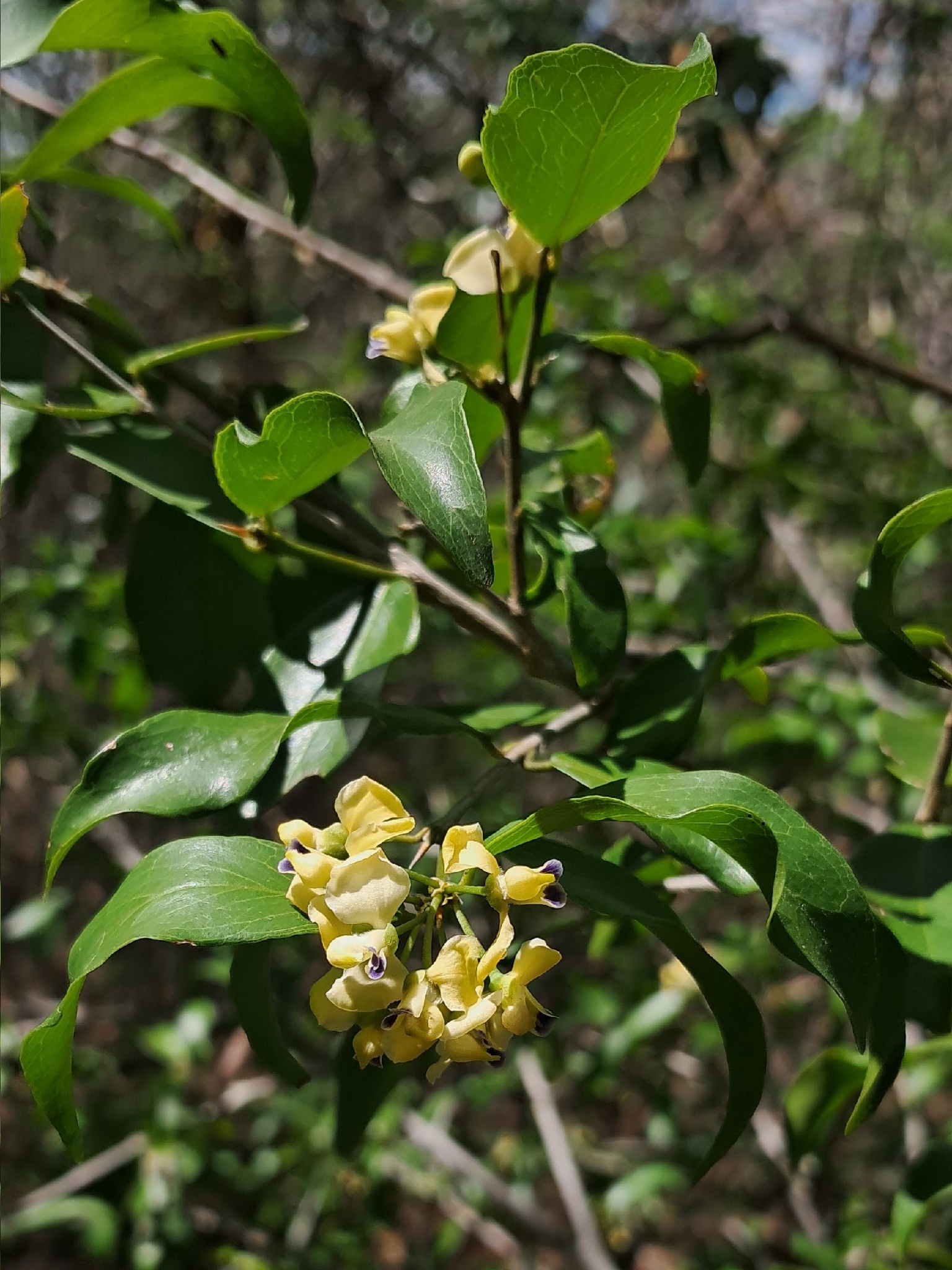 Acanthocladus dichromus
