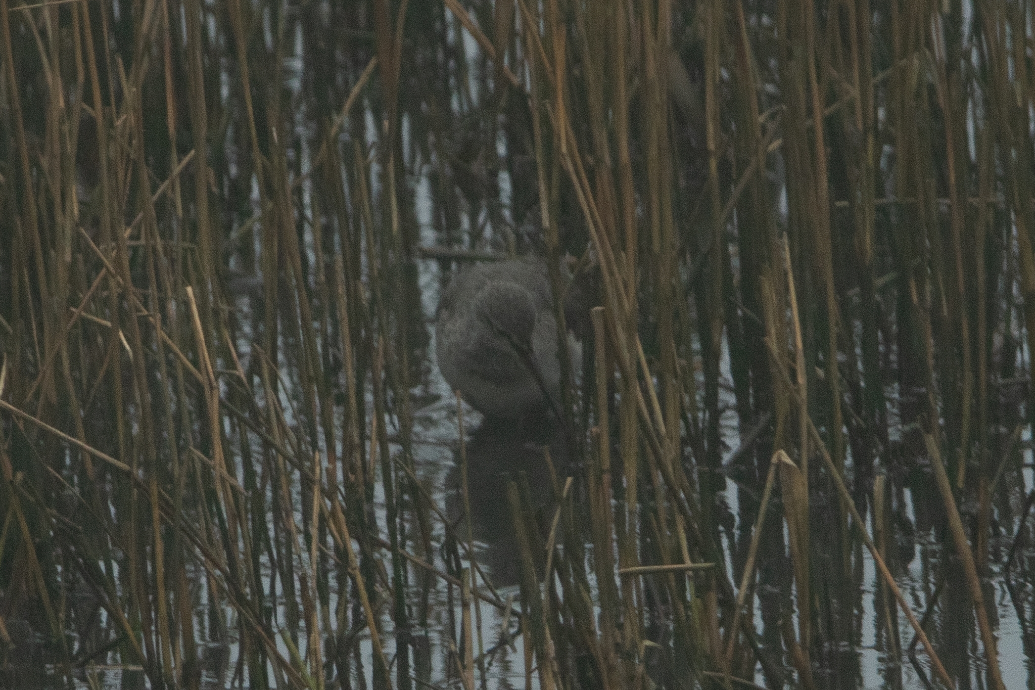 Spotted Redshank (Tringa erythropus), photo 5