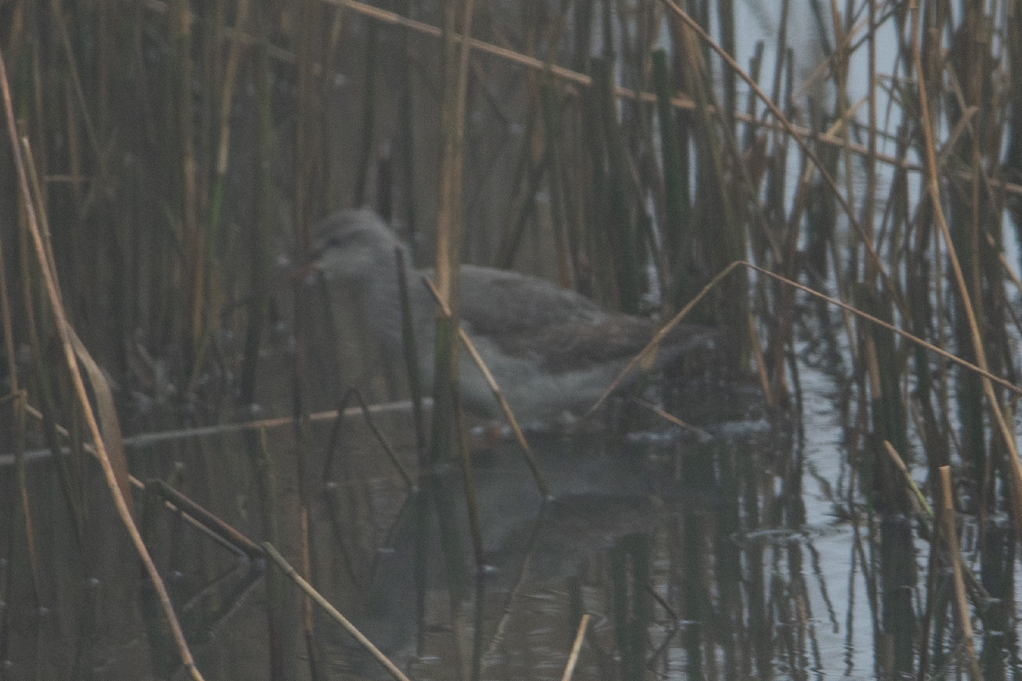 Spotted Redshank (Tringa erythropus), photo 6