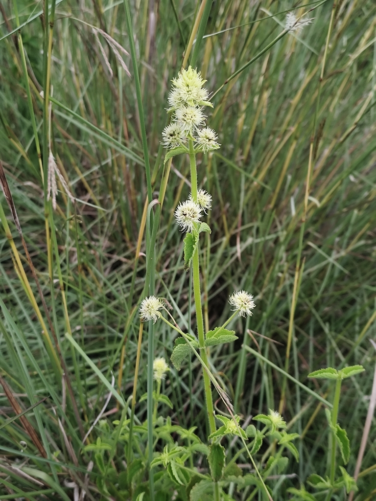Hyptis muelleri